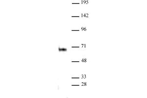 Elk-1 antibody (pAb) tested by Immunoprecipitation. (ELK1 Antikörper  (C-Term))