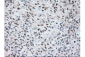 Immunohistochemical staining of paraffin-embedded Kidney tissue using anti-SIGLEC9mouse monoclonal antibody. (SIGLEC9 Antikörper)