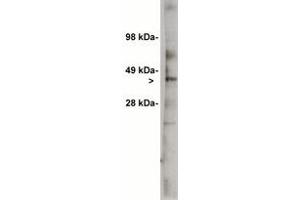 Image no. 1 for anti-UDP-Glucose Ceramide Glucosyltransferase (UGCG) antibody (ABIN201738) (UGCG Antikörper)