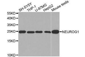 Western blot analysis of extracts of various cell lines, using NEUROG1 antibody. (Neurogenin 1 Antikörper)