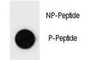 Dot blot analysis of p-PARP-1 antibody. (PARP1 Antikörper  (pSer373))