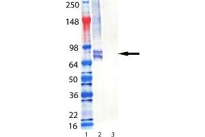 Western Blot analysis of Perforin (mouse) mAb (CB5. (Perforin 1 Antikörper  (AA 98-534))