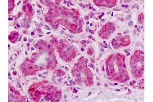 Anti-ESYT2 / E-Syt2 antibody IHC staining of human breast, epithelium. (FAM62B Antikörper  (AA 564-921))