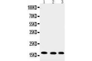 Western Blotting (WB) image for anti-Ubiquitin-Conjugating Enzyme E2I (UBE2I) (AA 108-122), (C-Term) antibody (ABIN3042573) (UBE2I Antikörper  (C-Term))