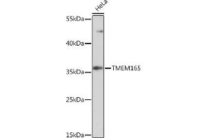 Western blot analysis of extracts of HeLa cells, using TMEM165 Rabbit pAb (ABIN7270956) at 1:1000 dilution. (TMEM165 Antikörper  (AA 172-230))