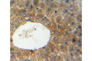 IHC-P analysis of liver tissue, with DAB staining. (SIRT4 Antikörper  (AA 26-333))