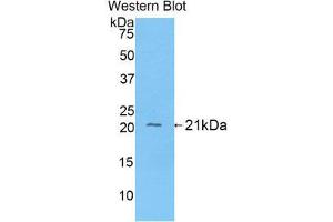 Western Blotting (WB) image for anti-Fibrinogen alpha Chain (FGA) (AA 77-244) antibody (ABIN1174275)