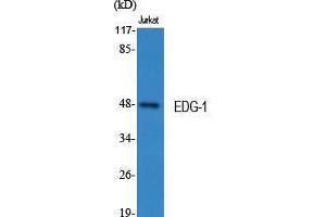 Western Blot (WB) analysis of specific cells using EDG-1 Polyclonal Antibody. (S1PR1 Antikörper  (Ser311))