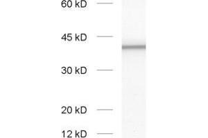 dilution: 1 : 1000, sample: synaptic vesicle fraction of rat brain (LP2) (Slc30a3 Antikörper  (AA 2-75))