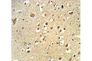 IHC analysis of FFPE human brain tissue stained with OGT antibody (OGT Antikörper  (AA 1017-1046))