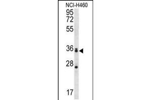 Western blot analysis in NCI-H460 cell line lysates (35ug/lane). (MBNL3 Antikörper  (AA 251-280))