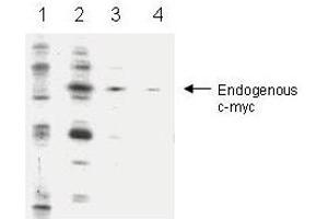 Anti-c-myc Antibody - Western Blot Anti-c-myc is shown to detect c-myc in infected cells (lanes 2-4) showing a 66 kDa band.