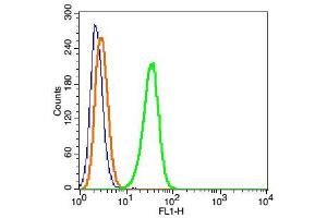 Hela cells probed with DYNC1I1 Polyclonal Antibody, FITC Conjugated (bs-10470R-FITC) at 1:100 for 30 minutes compared to control cells (blue)and isotype control (orange).