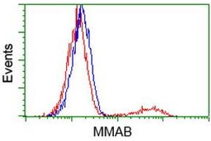 HEK293T cells transfected with either RC204290 overexpress plasmid (Red) or empty vector control plasmid (Blue) were immunostained by anti-MMAB antibody (ABIN2454044), and then analyzed by flow cytometry. (MMAB Antikörper)
