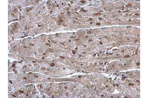 IHC-P Image hnRNP A1 antibody detects hnRNP A1 protein at nucleus on mouse heart by immunohistochemical analysis. (HNRNPA1 Antikörper)
