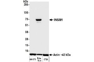 Western Blotting (WB) image for anti-Insulinoma-Associated 1 (INSM1) (AA 75-125) antibody (ABIN7795670)