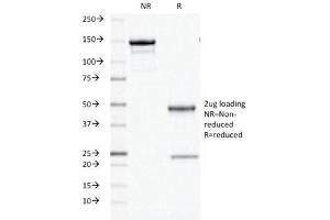 SDS-PAGE Analysis of Purified, BSA-Free ODC Antibody (clone ODC1/486). (ODC1 Antikörper)