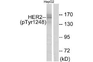 Western Blotting (WB) image for anti-Receptor tyrosine-protein kinase erbB-2 (ErbB2/Her2) (pTyr1248) antibody (ABIN1847483) (ErbB2/Her2 Antikörper  (pTyr1248))