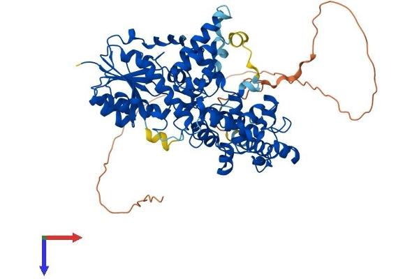 CRY1 Protein (AA 1-606) (His tag)