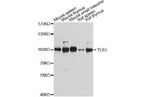 Western blot analysis of extracts of various cell lines, using TLR1 antibody.