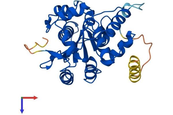 CNOT8 Protein (AA 1-292) (His tag)