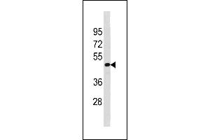 TAF7L Antibody (N-term) (ABIN1881869 and ABIN2843270) western blot analysis in HepG2 cell line lysates (35 μg/lane).
