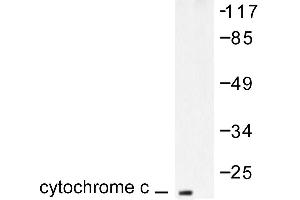 Image no. 1 for anti-Cytochrome C, Somatic (CYCS) antibody (ABIN265383) (Cytochrome C Antikörper)