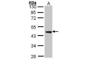 WB Image Sample (30 ug of whole cell lysate) A: Molt-4 , 10% SDS PAGE antibody diluted at 1:2000 (TTLL1 Antikörper)