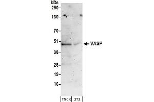 Western Blotting (WB) image for anti-Vasodilator-Stimulated phosphoprotein (VASP) (AA 330-380) antibody (ABIN7449856) (VASP Antikörper  (AA 330-380))