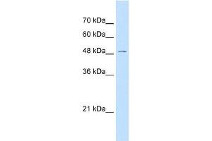 GPR177 antibody used at 0. (GPR177/WLS Antikörper  (N-Term))