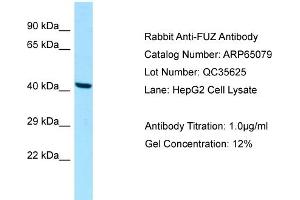 Western Blotting (WB) image for anti-Fuzzy Homolog (FUZ) (C-Term) antibody (ABIN2790035) (FUZ Antikörper  (C-Term))