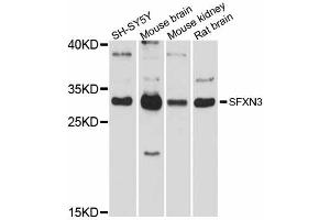 Western blot analysis of extracts of various cell lines, using SFXN3 antibody (ABIN5998794) at 1/1000 dilution. (SFXN3 Antikörper)