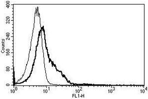 A typical staining pattern with the B-H17 monoclonal antibody of lymphocytes (ICAM1 Antikörper)