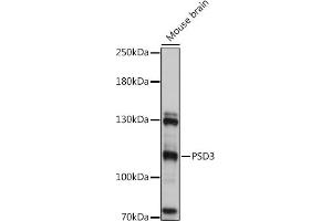 Western blot analysis of extracts of Mouse brain, using PSD3 antibody (ABIN7269412) at 1:1000 dilution.