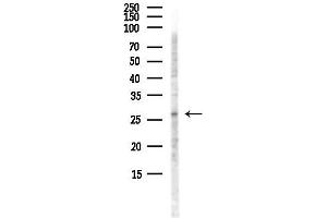 anti-Interleukin 32 (IL32) antibody