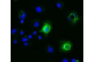 Immunofluorescence (IF) image for anti-Ephrin A2 (EFNA2) antibody (ABIN1497953) (Ephrin A2 Antikörper)