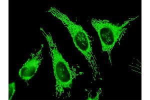 Immunofluorescence of purified MaxPab antibody to TRAP1 on HeLa cell. (TRAP1 Antikörper  (AA 1-704))