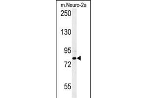 CPEB4 Antibody (N-term) (ABIN651815 and ABIN2840408) western blot analysis in mouse Neuro-2a cell line lysates (15 μg/lane). (CPEB4 Antikörper  (N-Term))