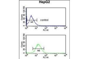 DDC Antibody (N-term) (ABIN651727 and ABIN2840377) flow cytometric analysis of HepG2 cells (bottom histogram) compared to a negative control cell (top histogram). (DDC Antikörper  (N-Term))