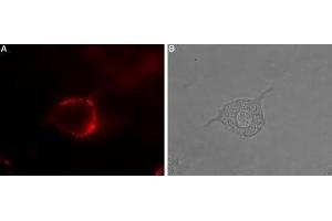 Expression of Serotonin receptor 4 in rat PC12 cells - Cell surface detection of Serotonin receptor 4 in intact living rat pheochromocytoma (PC12) cells. (Serotonin Receptor 4 Antikörper  (2nd Extracellular Loop))