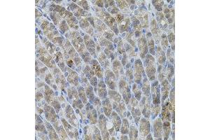 Immunohistochemistry of paraffin-embedded mouse stomach using UBE2A antibody. (UBE2A Antikörper)