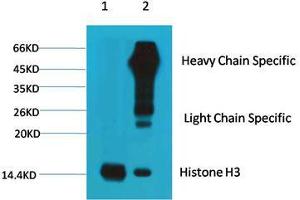 Immunoprecipitation (IP) analysis: 1) Input: HeLa Cell Lysate.