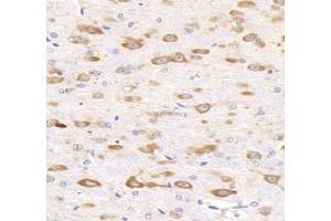 Immunohistochemistry analysis of paraffin-embedded mouse brain using,KCNG3 (ABIN7075157) at dilution of 1: 2000 (KCNG3 Antikörper)