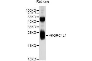 Western blot analysis of extracts of rat lung, using VKORC1L1 antibody (ABIN5999178) at 1/1000 dilution. (VKORC1L1 Antikörper)