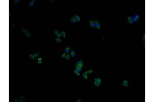 Immunofluorescence staining of Hela cells with ABIN7156297 at 1:100, counter-stained with DAPI. (ITPRIPL2 Antikörper  (AA 75-288))