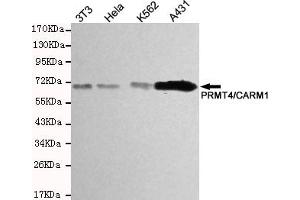 Western blot detection of PRMT4/CARM1 in Hela,A431 and K562 cell lysates using PRMT4/CARM1 mouse mAb (1:200-1:500 diluted). (CARM1 Antikörper)