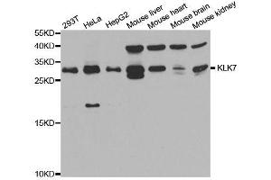 Western blot analysis of extracts of various cell lines, using KLK7 antibody. (Kallikrein 7 Antikörper  (AA 30-253))