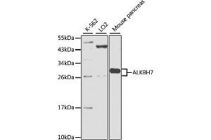 Western blot analysis of extracts of various cell lines, using ALKBH7 antibody. (ALKBH7 Antikörper)
