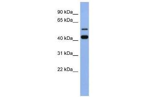 ZNF547 antibody used at 0. (ZNF547 Antikörper  (N-Term))