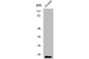 Western Blot analysis of COLO205 cells using Ribosomal Protein L27A Polyclonal Antibody (RPL27A Antikörper  (C-Term))
